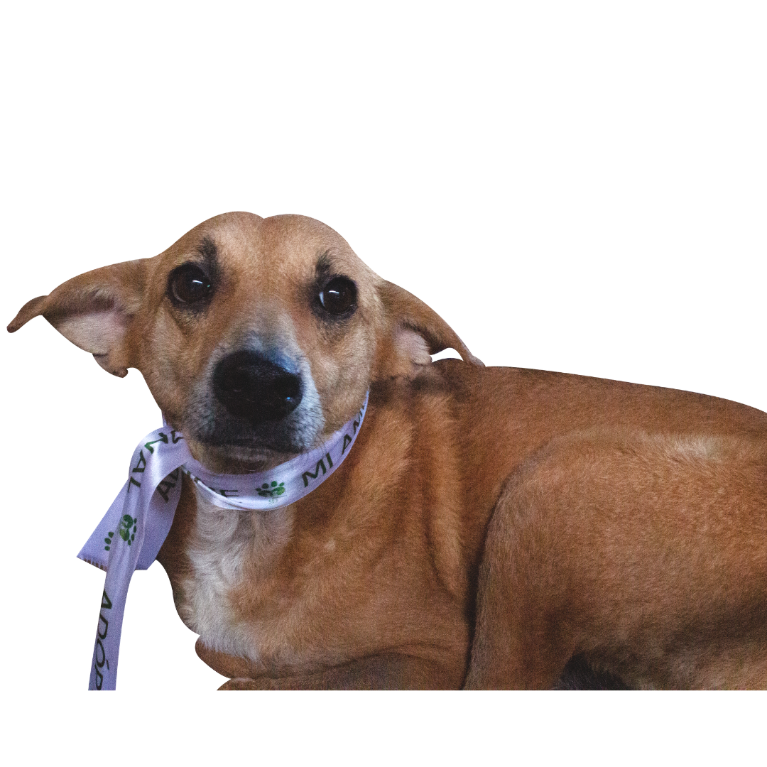 Canelita - adopta a un perrito
