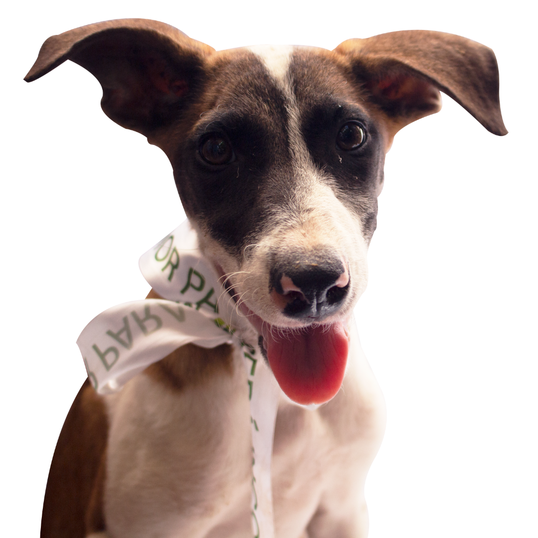 Molly - adopta a un perrito
