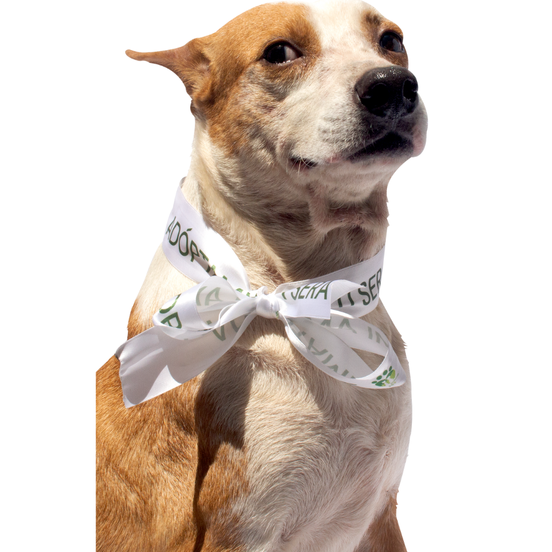 jerry - adopta a un perrito