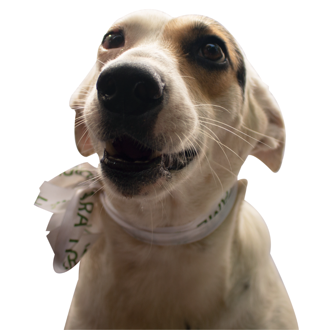 lazy- adopta a un perrito