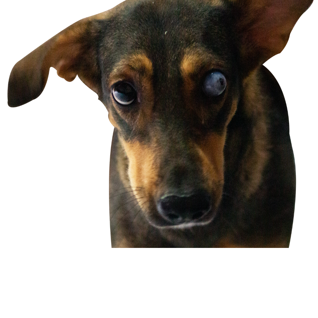 luna- adopta a un perrito