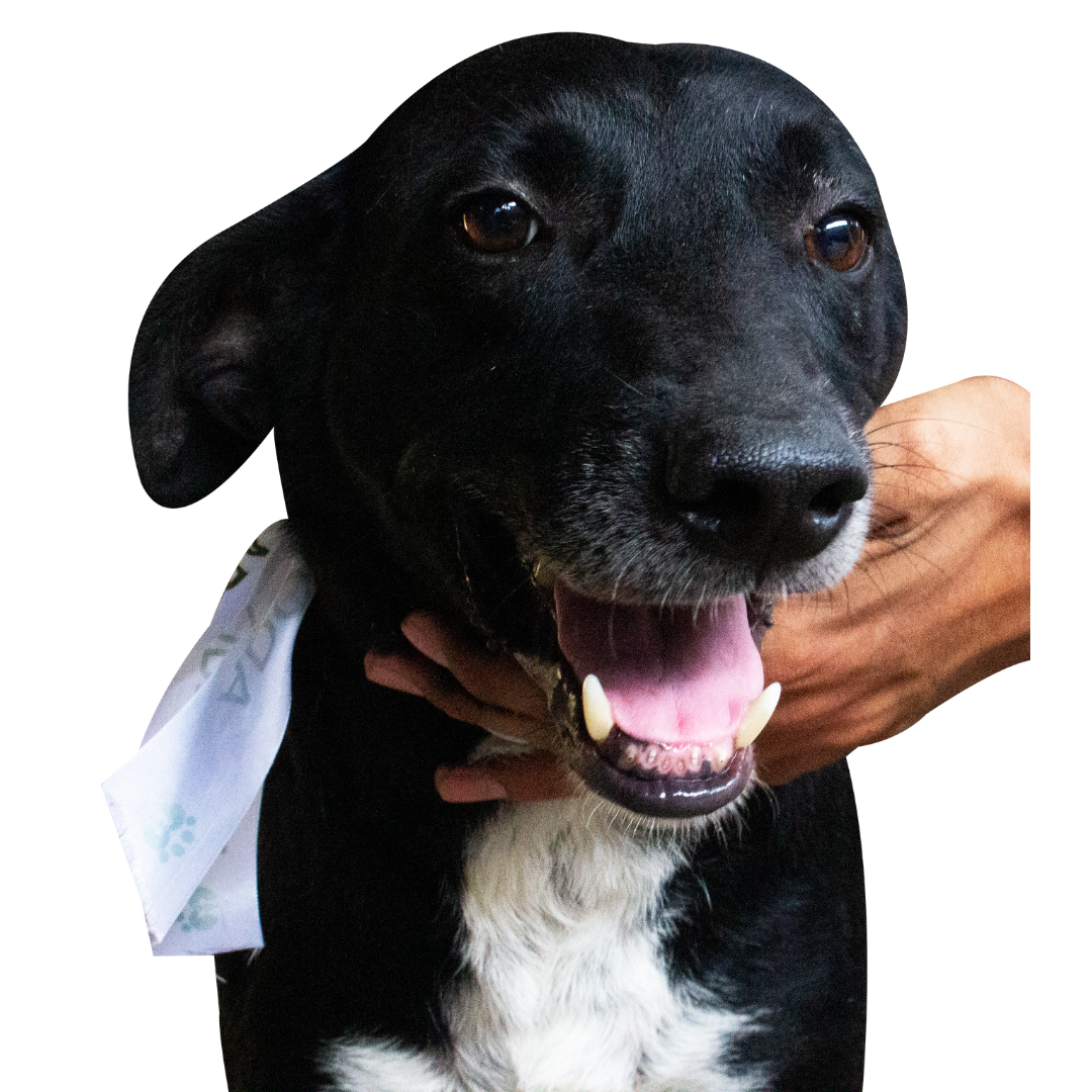 nala- adopta a un perrito