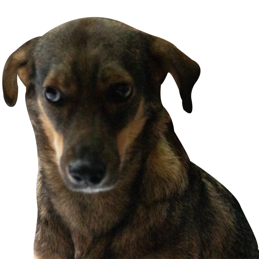 nina- adopta a un perrito