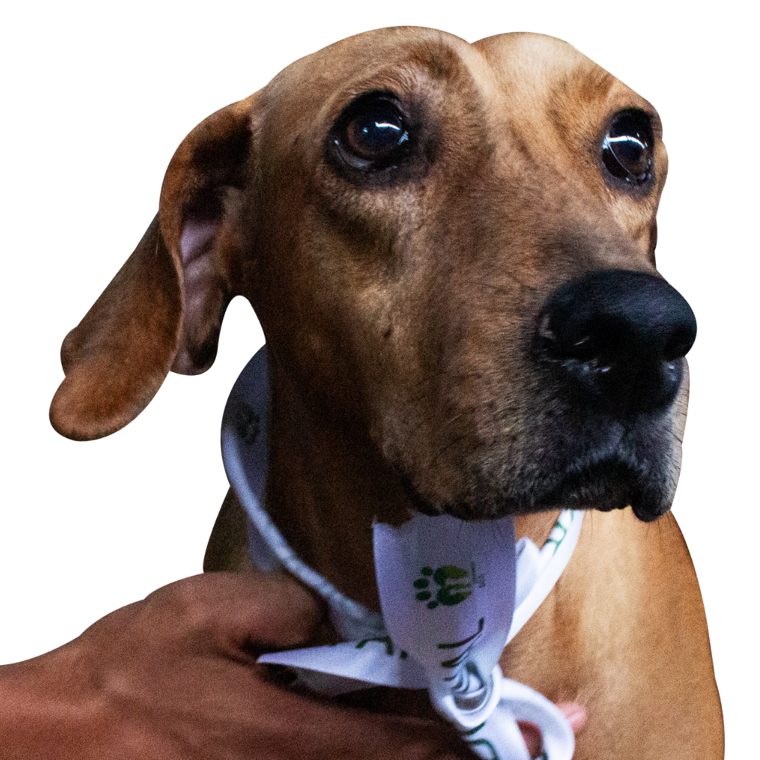 pinky adopta a un perrito