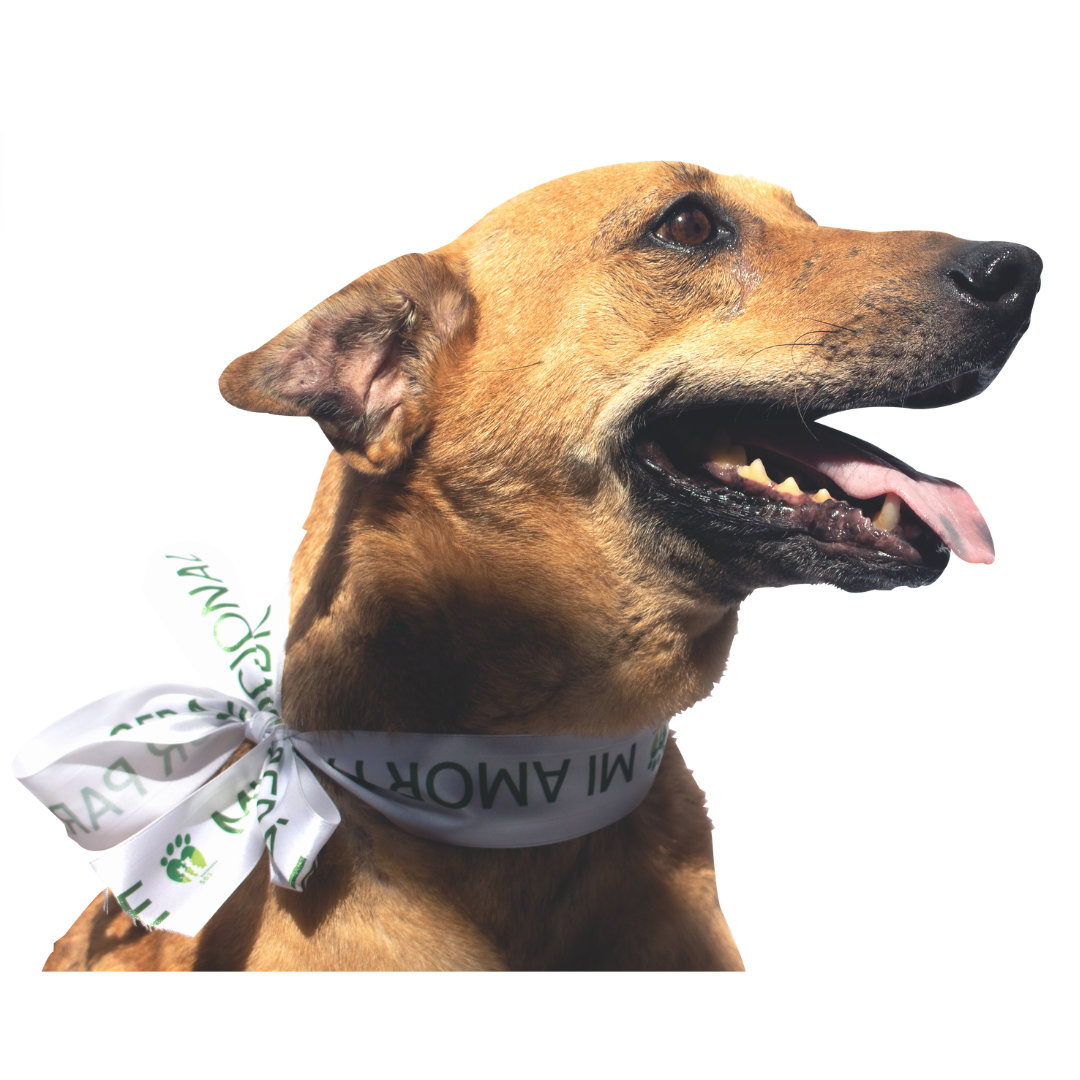 pirri - adopta a un perrito