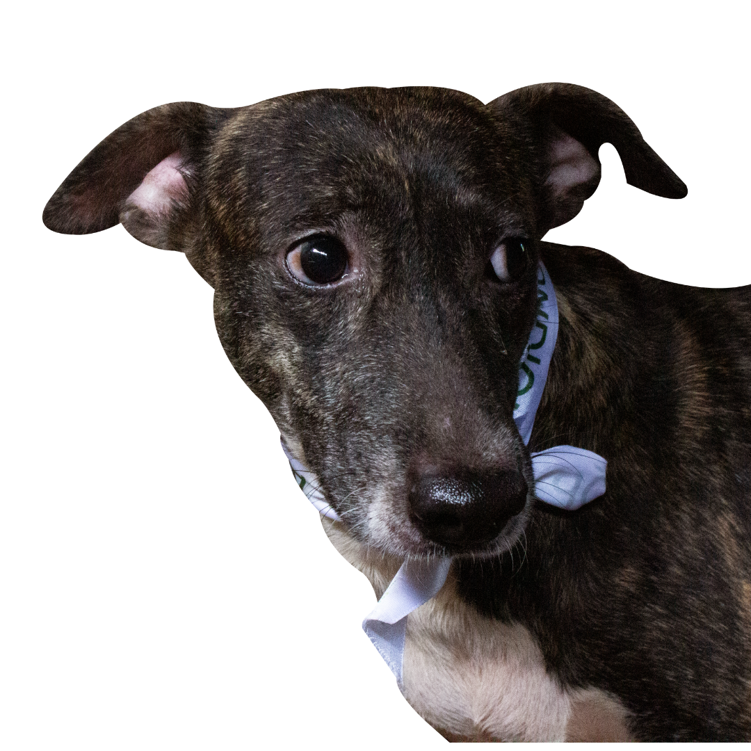 venus - adopta a un perrito