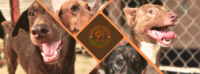 Razones por las que debes adoptar a un perrito