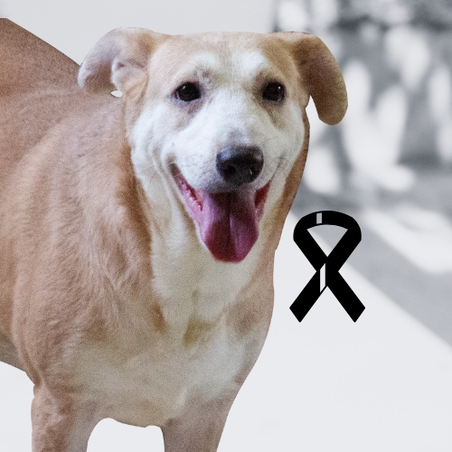 Copia de RAJITA-Refugio-canino-huellas s.o.s. chalate (1)